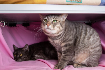 Wall Mural - Two gray cats on a pink bed