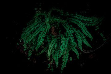 abstract background with fern