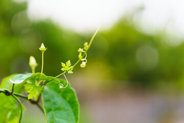 Poster - Closeup nature view of fresh green leaf on blur greenery background with copy space using as background and wallpaper concept