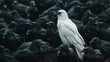 Unique white raven among black crows