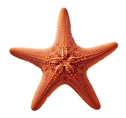 starfish isolated on transparent background