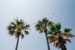© Jessica Klaus/Stocksy - Helicopter flying above palm trees.
