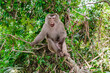 monkey is sitting on tree in natural forest of Thailand