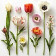A diverse set of spring flowers, from tulips to peonies, beautifully isolated against a white backdrop, emphasizing clarity and detail.