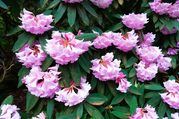 Wall Mural - Pink Rhododendron Illustraton