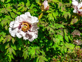 Wall Mural - Macro White Flower