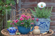 Garten-Arrangement mit rotem Elfenspiegel (Nemesia) und Rosmarin in vintage Porzellan-Töpfen