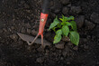 loosening the soil near the pepper seedling, prevention and removal of weeds in the vegetable garden
