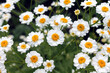 © Real Moment - Chamomile close up. White flowers of German chamomile daisy. Chamomile medicinal plant on a sunny day. Blooming chamomile field natural herbal treatment.