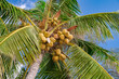coconuts on palm tree against a blue sky background