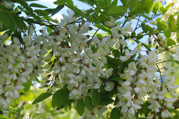 Wall Mural - blossoming tree in spring, acacia, spring acacia flower close-up, white spring flowers on acacia tree 