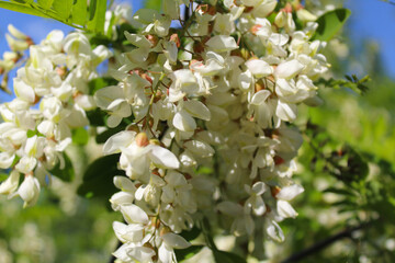 Wall Mural - blossoming tree in spring, acacia, spring acacia flower close-up, white spring flowers on acacia tree 