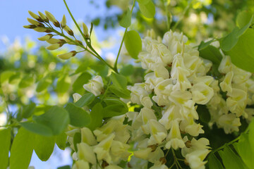 Wall Mural - blossoming tree in spring, acacia, spring acacia flower close-up, white spring flowers on acacia tree 