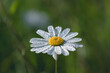 daisy flower in the meadow with morning dew