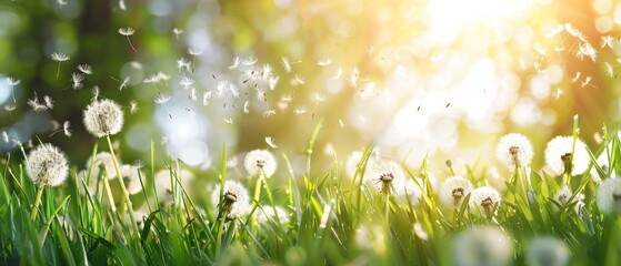Wall Mural - Beautiful spring background with dandelions flying in the air and green grass on which sun rays shine Spring landscape template with space for text Generative AI
