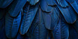 Bird animal texture design round pigeon crow cygnet Closeup shot of a blue jays feather pattern Closeup of an exotic Scarlet Macaw blue feathers with an interesting pattern.