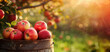 Red apples in wooden barrel on tree branch 