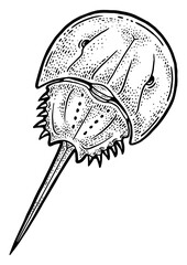 Wall Mural - Xiphosura horseshoe crab sketch engraving PNG illustration. T-shirt apparel print design. Scratch board imitation. Black and white hand drawn image.
