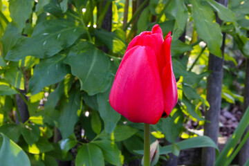 Canvas Print - Red Tulip