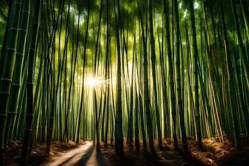 Wall Mural - bamboo forest background