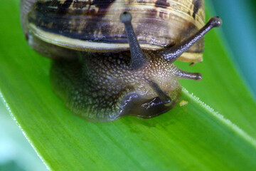 Wall Mural - Snail Face 11