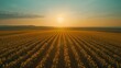 © Johannes - Aerial drone shot of beautiful blossom yellow sunflower field at sunset, countryside landscape hyper realistic