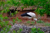 Fototapeta  - Close-up of stork in nest on roof of building. Stork village of Zywkowo, Warmia, Poland	