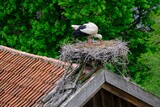 Fototapeta  - Close-up of stork in nest on roof of building. Stork village of Zywkowo, Warmia, Poland	