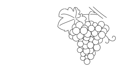 Wall Mural - Bunch of grapes. Vine. Vector line drawing on white or transparent background. Grapevine. Cluster of grapes