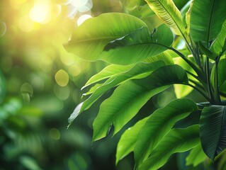 Wall Mural - Green Leaves Bathed in Sunlight