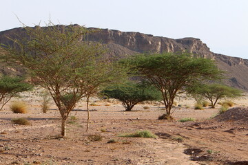 Wall Mural - The Judean Desert in the Middle East, located in Israel and the West Bank.