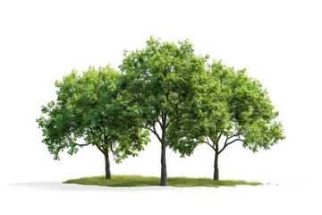 Poster - Three trees standing in grass, ideal for nature backgrounds