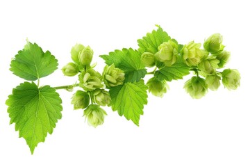 Aufkleber - Close-up view of a plant with vibrant green leaves. Suitable for botanical designs