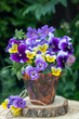 gelbe und lila Hornveilchen Viola cornuta im Terracotta-Topf	 als florale Frühlingsdekoration