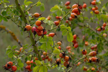 Poster - Rosa canina is a perennial plant of the rose family, a tall bush with arcuately hanging branches covered with strong hooked spines. Vitamin, medicinal, food, honey, ethereal, tannin-bearing, dyeing