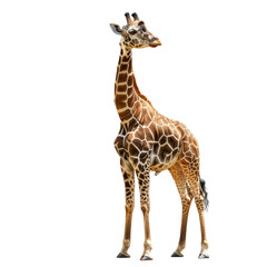 Sticker - A giraffe stands tall against a clean Png background, a Beaver Isolated on a whitePNG Background