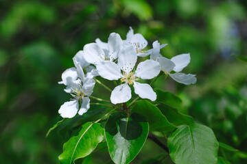 Poster - A beautiful white flower with green leaves is in full bloom. The sky is blue and clear, and the sun is shining brightly