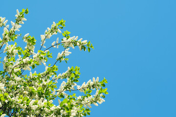 Poster - A tree with white flowers is in the foreground of a blue sky. The sky is clear and bright, and the tree is full of blossoms. Concept of freshness and new beginnings