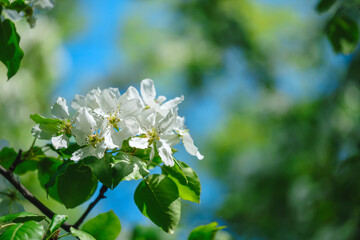 Poster - A beautiful white flower with green leaves is in full bloom. The sky is blue and clear, and the sun is shining brightly