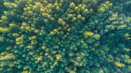 Aufkleber - A aerial view forest with trees of different sizes and colors.  Concept of peace and tranquility, as the viewer is surrounded by