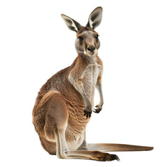 Canvas Print - A kangaroo seated in front of a plain white backdrop, a kangaroo isolated on transparent background