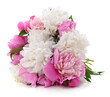 White and pink peony.