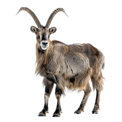 Wall Mural - A markhor goat stands in front of a plain Png background, a Beaver Isolated on a whitePNG Background