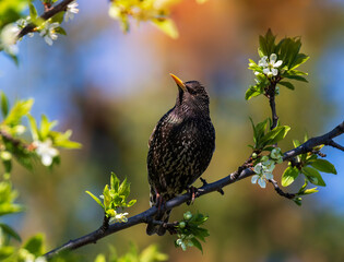 Wall Mural - black starling bird sitting on the branches of a flowering tree in a spring sunny garden against a blue sky