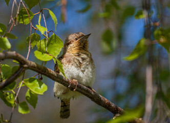 Wall Mural - a whirligig bird sits on birch branches in a spring sunny garden