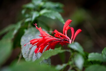 Sticker - Inflorescence of a Stenostephanus leiorhachis plant