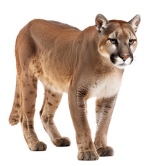 Wall Mural - A mountain lion is walking against a plain white backdrop, a Beaver Isolated on a whitePNG Background