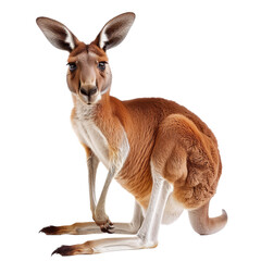 Poster - Red kangaroo sitting in a relaxed posture on a plain Png background, a red kangaroo isolated on transparent background