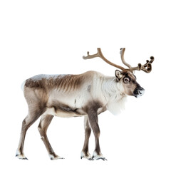 Wall Mural - A reindeer stands gracefully against a plain white backdrop, a Beaver Isolated on a whitePNG Background