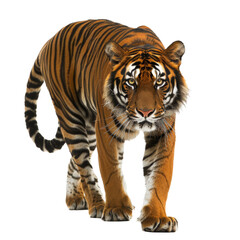 Poster - A Sumatran tiger confidently strolls forward on a plain Png background, a Sumatran Tiger Walking Forward on transparent background